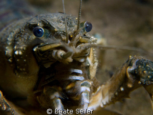 CloseUp of a Creyfish, taken with Canon G10 and UCL165 by Beate Seiler 